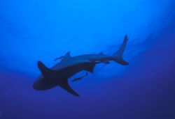 the underbelly of beauty and power, a bull shark with rem... by Fiona Ayerst 